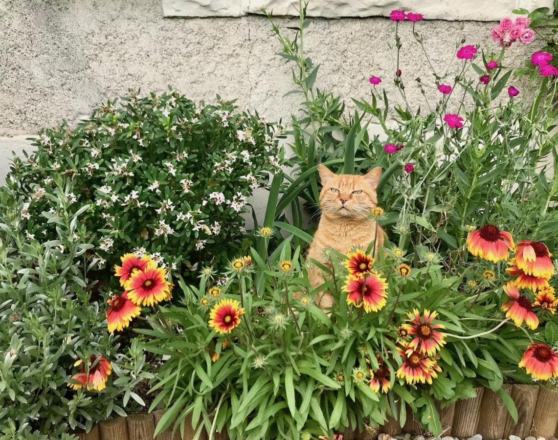 Pardies-Pietat L'Estancat B&B 외부 사진